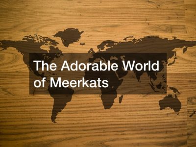 The Adorable World of Meerkats